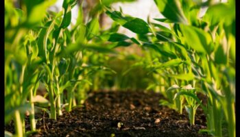 Δίαιτες χαμηλών λιπαρών και βιώσιμη γεωργία: Μια πράσινη προσέγγιση