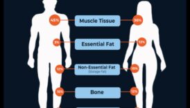 Η επίδραση της σύνθεσης του σώματος στις δίαιτες απώλειας βάρους